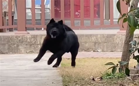 黑色土狗|中華田園犬